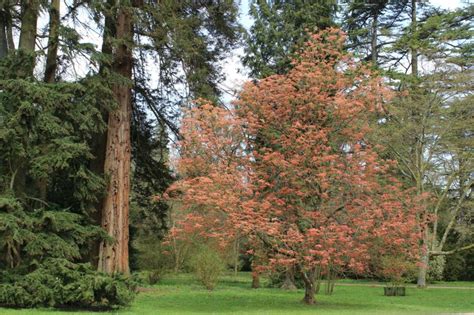 Aesculus × neglecta 'Erythroblastos' - Sunrise horse chestnut | Westonbirt