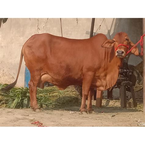 Brown Gir Cow/Vijay Dairy Farm
