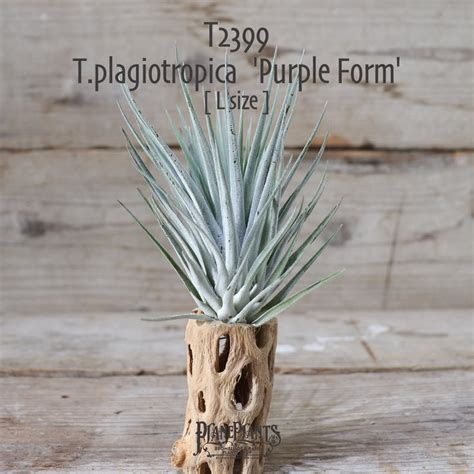 【送料無料】plagiotropica Purple Form〔エアプランツ〕現品発送T2399 | plane plants