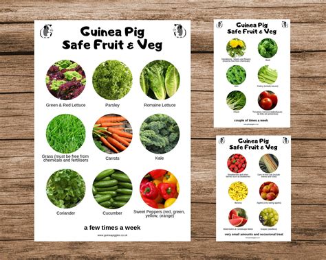 Guinea Pig Food List Canada at Max Ewing blog