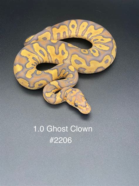 Image result for Ghost Clown Ball Python