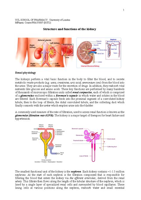 Image result for Kidney Tutorial