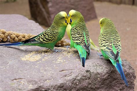 What Can Parakeets Eat - Best Food [Complete List] - PetShoper