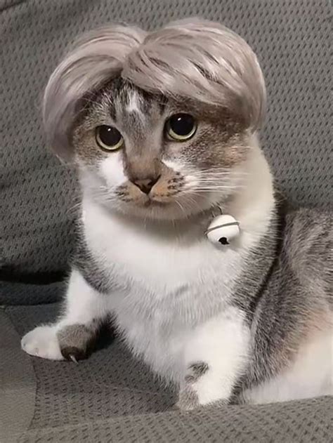 1 peça Peruca cor aleatória animal de estimação para gato e cachorro ...