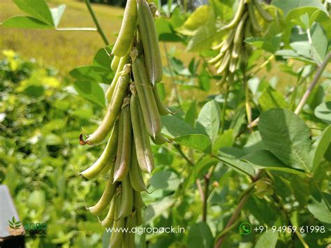 Agropack - Plant hunters for plant collectors and research students