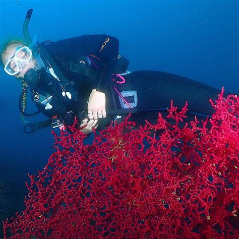 PRODIVEPNG LTD. (2026) All You Need to Know BEFORE You Go (with Photos ...