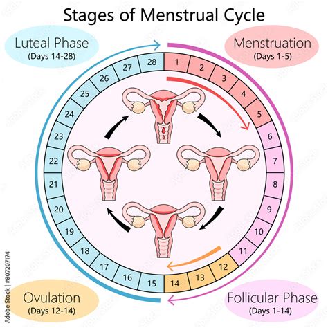 Human diagram detailing the menstrual cycle phases, including ...