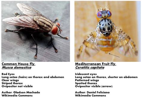 Roots 'n' Shoots: May 2015