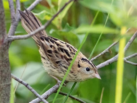 LeConte's Sparrow - eBird