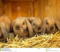 Image result for Welcome Spring Image with Bunnies