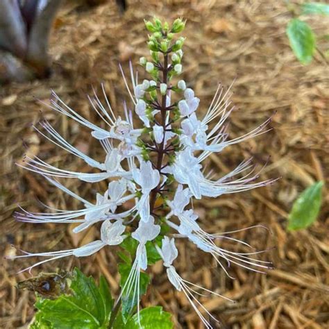 Cat Whiskers Plant Care: How To Grow Orthosiphon Aristatus Tips