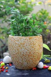 TOTOS MART Ceramic Multi-Colour RD Kulhad Planter Plant Container Plant ...