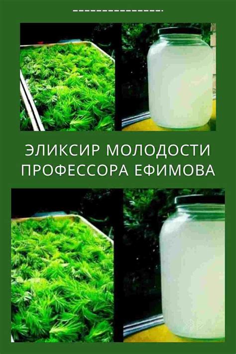 ЭЛИКСИР МОЛОДОСТИ ПРОФЕССОРА ЕФИМОВА | Целебные травы, Эликсир ...