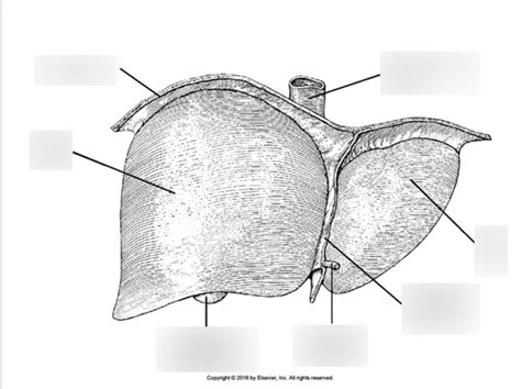 liver Diagram | Quizlet