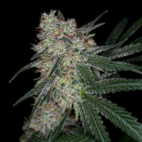 Super Sour Diesel Strain Info / Super Sour Diesel Weed By Premium ...
