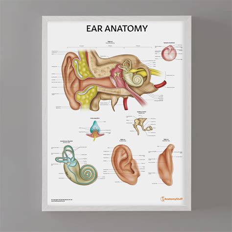 Image result for How the Ear Works