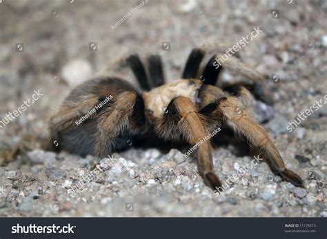 21 Arizona blonde tarantula Images, Stock Photos & Vectors | Shutterstock