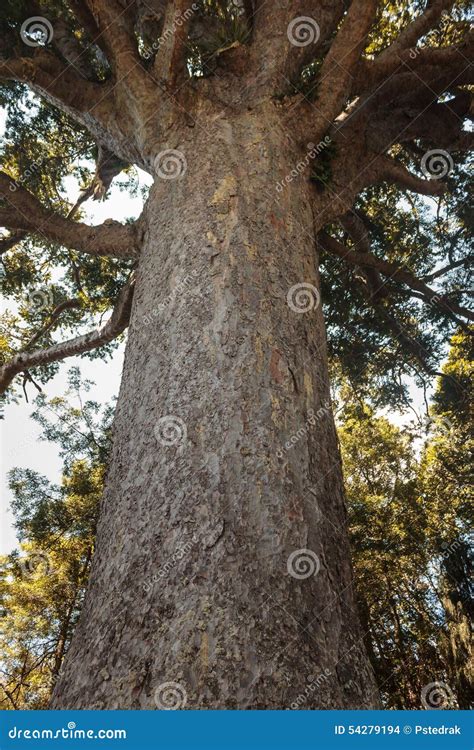 大贝壳杉树 库存照片. 图片 包括有 ç»æž„æ, åº„ä¸¥, æœºç›, å¤§éº¦, é•‡ç—›è ¯ - 54279194