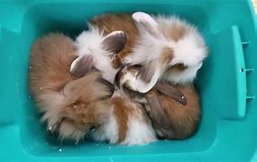 Image result for Super Cute Bunny Rabbit Real