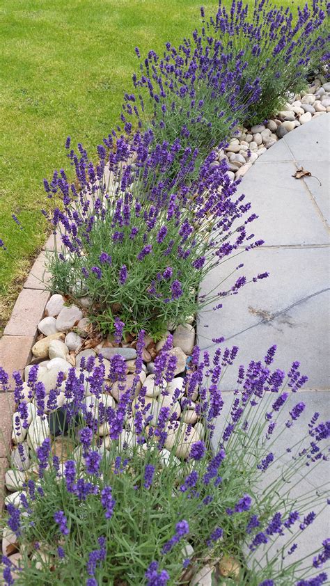 Lavender Front Garden Landscape