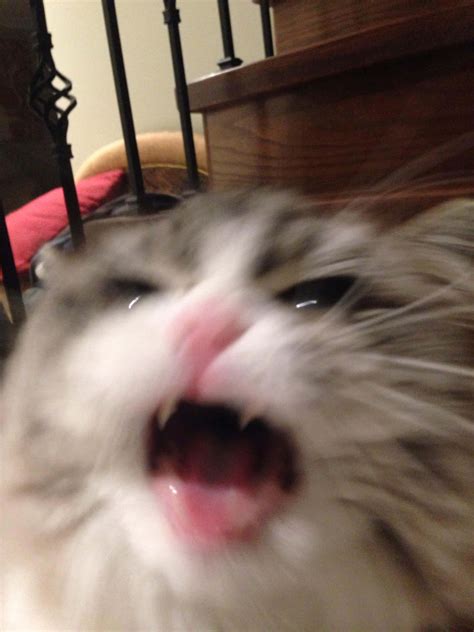 Image result for Scared Cat PFP