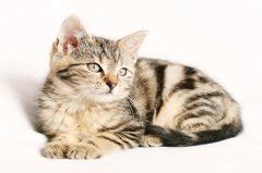 活泼公猫的名字，猫咪最火逗比名字-测名网