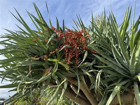 Dracaena draco, Dragon Tree — Ellenby