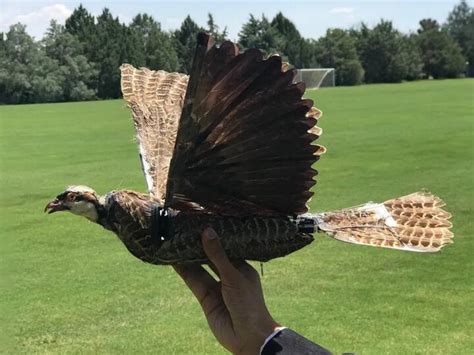 Scientists developed drones dead birds Shown in American Institute of ...