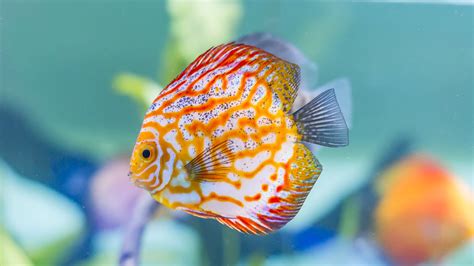 Image result for Discus Fish Facts