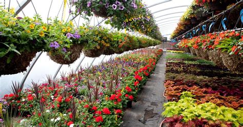 Zalak Nursery - Your One-Stop Destination for All Your Gardening Needs ...