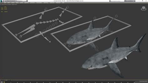 Great White Shark Fish Rigged 3D model | 3D Molier International