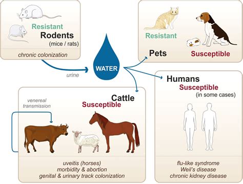 Leptospirosis In Cattle