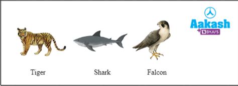Energy Flow in Ecosystem, Fundamental laws governing & Importance | AESL