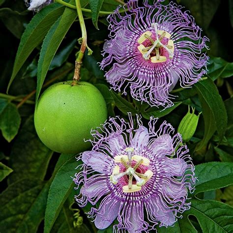 Maypop, Purple Passionflower Seeds (Passiflora incarnata) | Passion ...