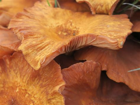 Living Rootless: Birmingham, AL: Mushrooms to Mush.rooms