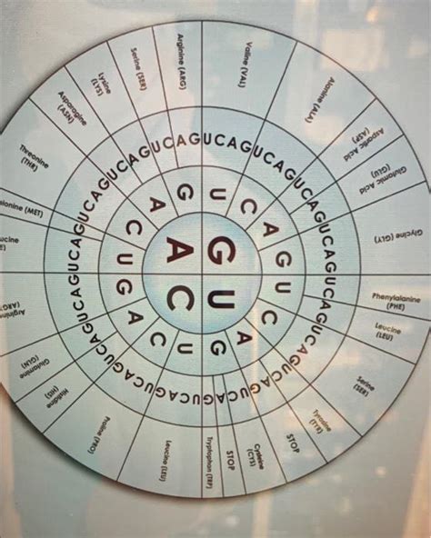 Genetic Code Chart 的图像结果