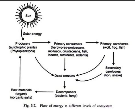 Draw a line diagram to show flow of solar energy in ecosystem - Brainly.in