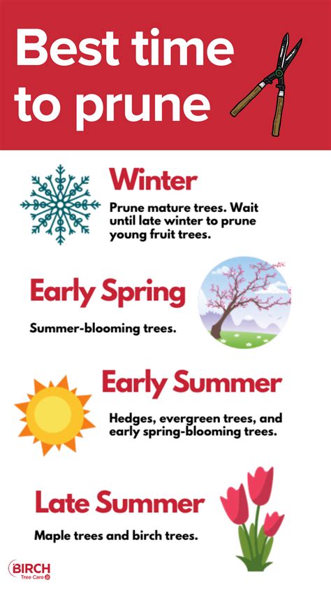 When Is Best Time To Prune Trees