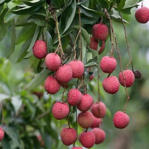 Hug A Plant | Litchi/Lychee (Litchi Chinensis) Fruit Live Plant (Home ...