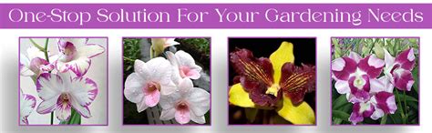 Florona Dendrobium Orchid Live Plants (Purple Yaya) Imported Thai ...