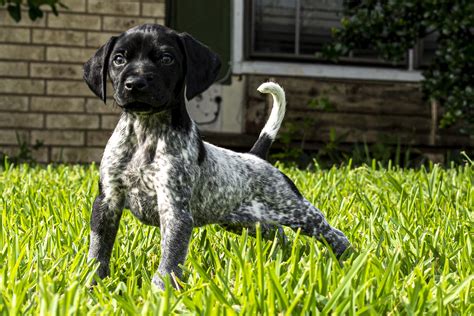 Male German Shorthaired Pointer Puppy – Epsilon | Dallas Gun Dogs