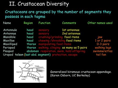 Image result for Class Crustacea Main Features