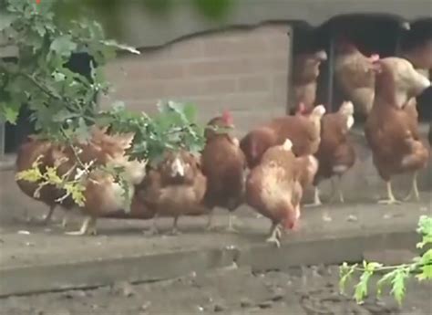 优享资讯 | 禽流感爆发日本扑杀137万只鸡：史上规模最大