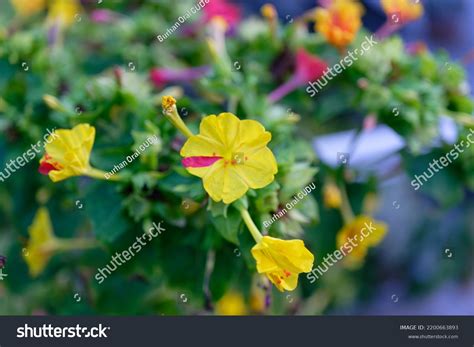 Four Oclock Plant Marvel Peru Mirabilis Stock Photo 2200663893 ...