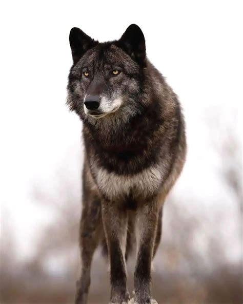 Image result for Breed of Wolves
