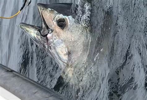 Island's End Tuna Charters -Private Day tours (Tignish) - 2022 What to ...