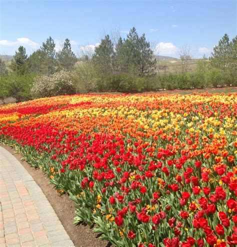 Tulips Festival Thanksgiving Point at Donald Mccann blog
