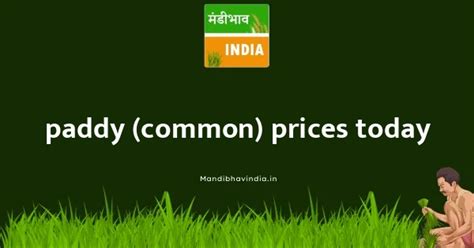 Paddy (Common) Market Prices Today in Uttar Pradesh - 1 November 2025