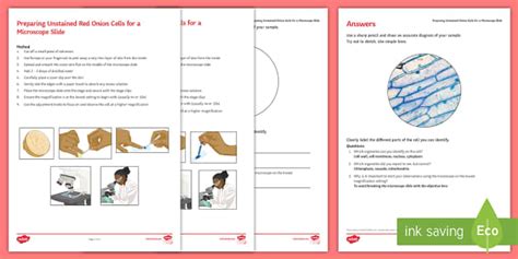 Preparing Onion Cell Microscope Slide Investigation | Beyond
