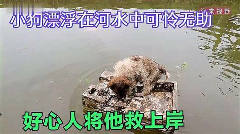 小狗漂浮在河水中可怜无助，好心人将他救上岸，带回家饲养-动物视频-搜狐视频
